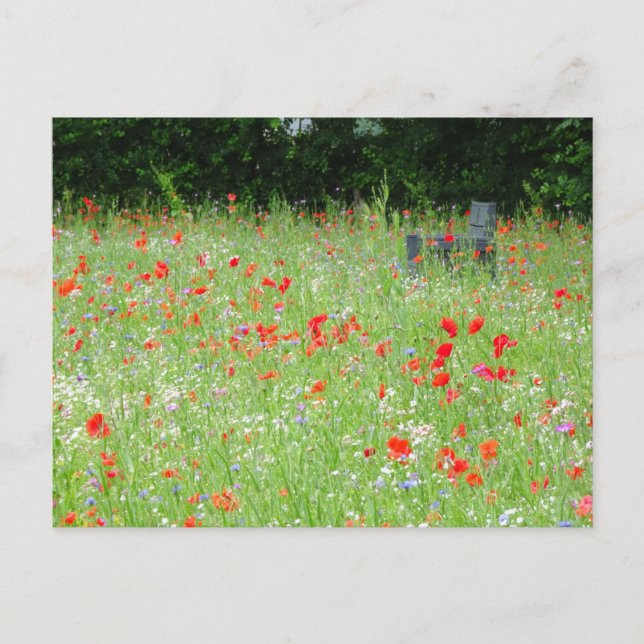 Vild Flowers Poppies Bench DIY Postcard Vykort (Framsida)
