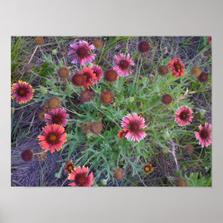 Vild Flowers Poster