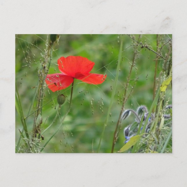Vild Flowers: Red Poppy DIY Postcard Vykort (Framsida)