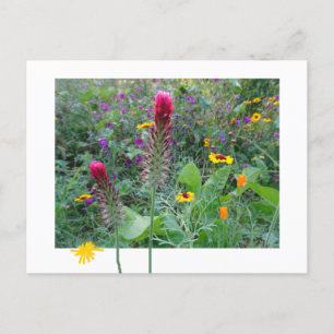Vild Flowers: Rosa Lila Gult DIY Postcard Vykort