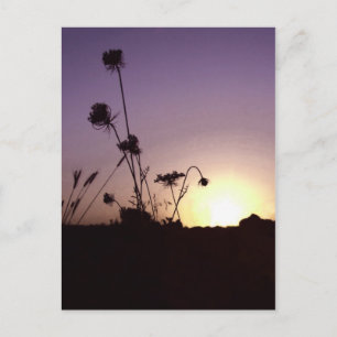 Vild Flowers Sunset Postcard Vykort