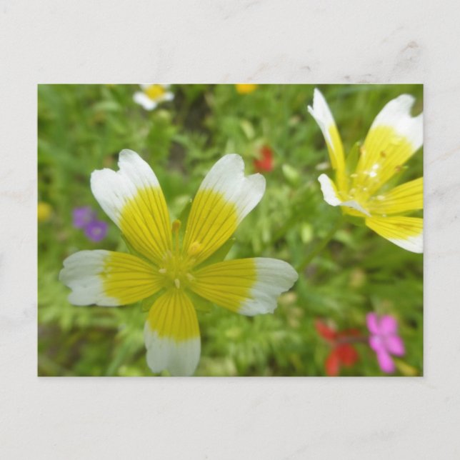 Vild Flowers: Vit Gult-DIY-vykort Vykort (Framsida)