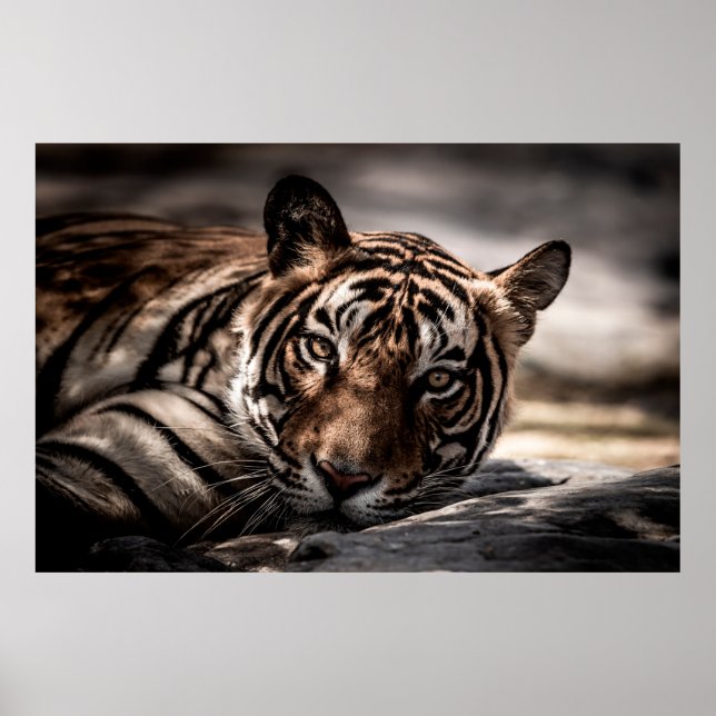 vild för handtigare för ranthambore Fine art-bild  Poster (Framsidan)