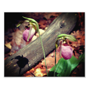 Vild för Rosa av trädbeklädnad, , Dam Slipper Orch Fototryck