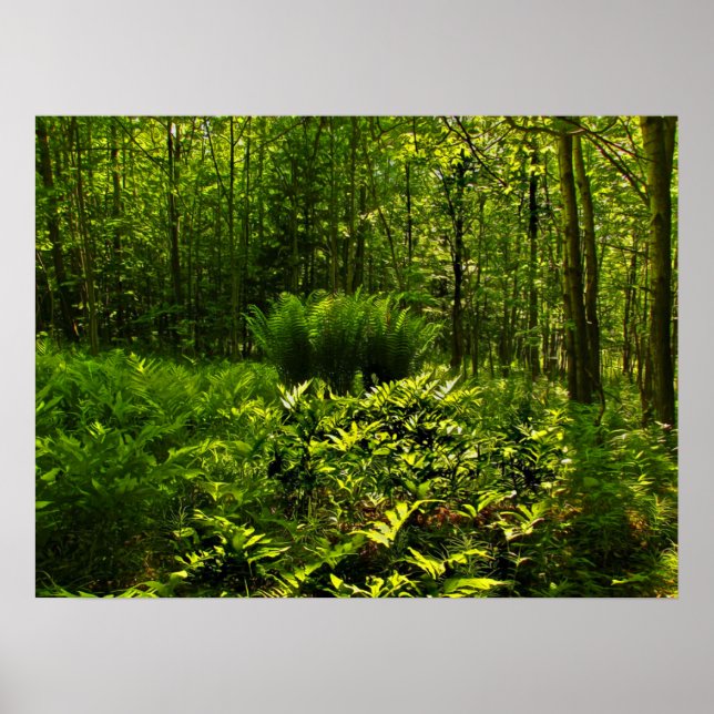 Vild Forest Ferns Poster (Framsidan)