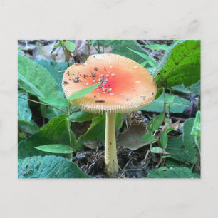 Vild Forest Mushroom, sommarnatur Vykort