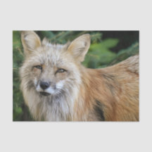 Vild Fox