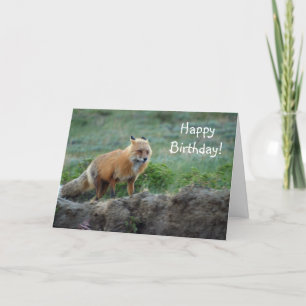 Vild Fox Animal Wildlife Kort