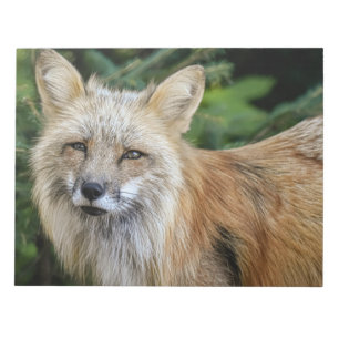 Vild Fox Anteckningsblock
