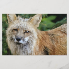 Vild Fox Brevpapper
