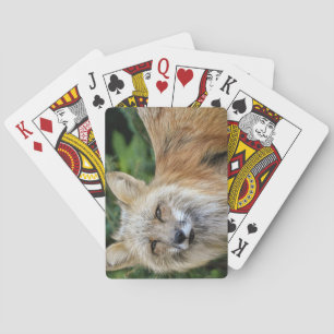 Vild Fox Casinokort