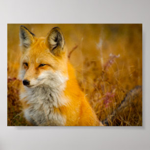 Vild Fox i Skogen Poster