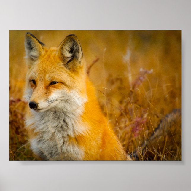 Vild Fox i Skogen Poster (Framsidan)