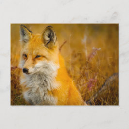 Vild Fox i Skogen Vykort