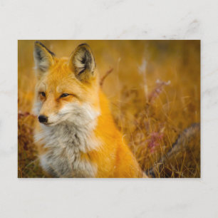Vild Fox i Skogen Vykort