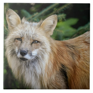 Vild Fox Kakelplatta