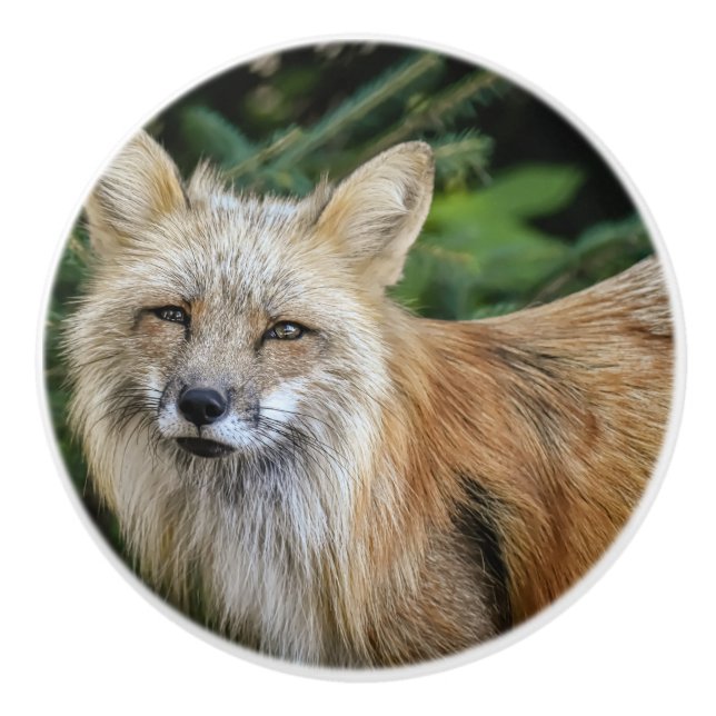 Vild Fox Knopp (Framsidan)