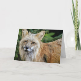 Vild Fox Kort