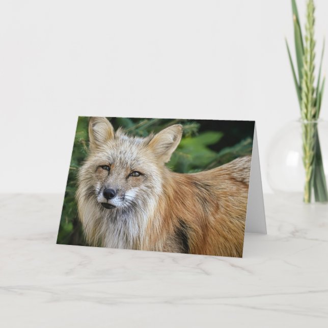 Vild Fox Kort (Framsida)