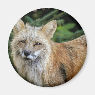 Vild Fox Magnet