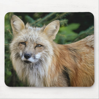 Vild Fox Musmatta