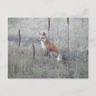 Vild Fox Vykort