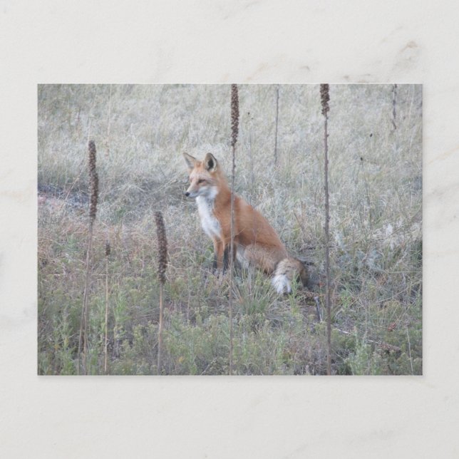 Vild Fox Vykort (Framsida)