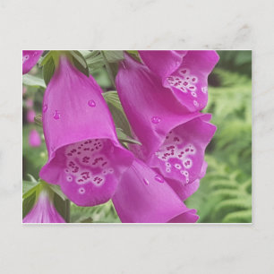 Vild Foxhandskar - Digitalis Purpurea Vykort