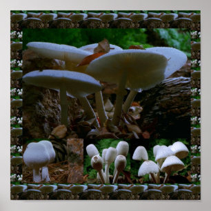 Vild Fresh MUSHROOM Fungi: Exotic Photography Poster