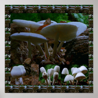 Vild Fresh MUSHROOM Fungi: Exotic Photography Poster