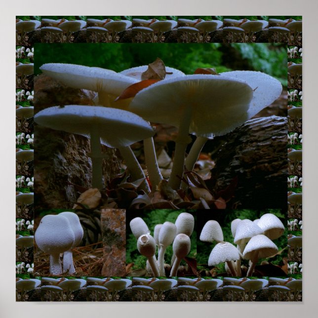 Vild Fresh MUSHROOM Fungi: Exotic Photography Poster (Framsidan)