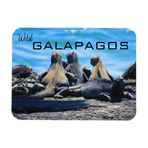 vild galapagos iguanas magnet