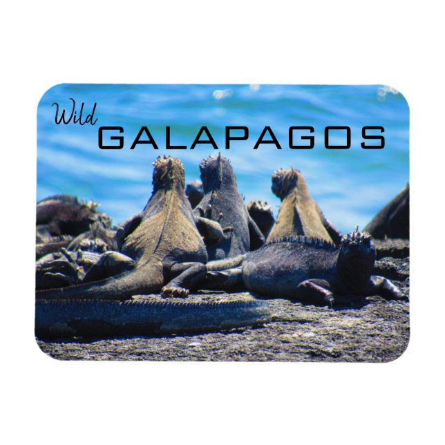 vild galapagos iguanas magnet (Horisontell)