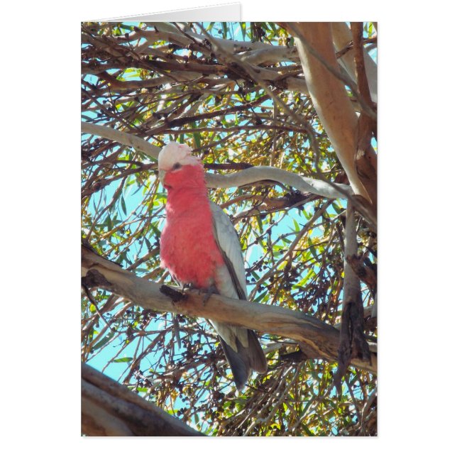 vild gallah hälsningskort (Framsidan)