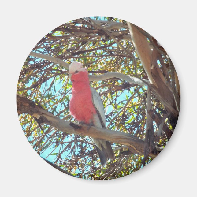 vild gallah magnet (Framsidan)