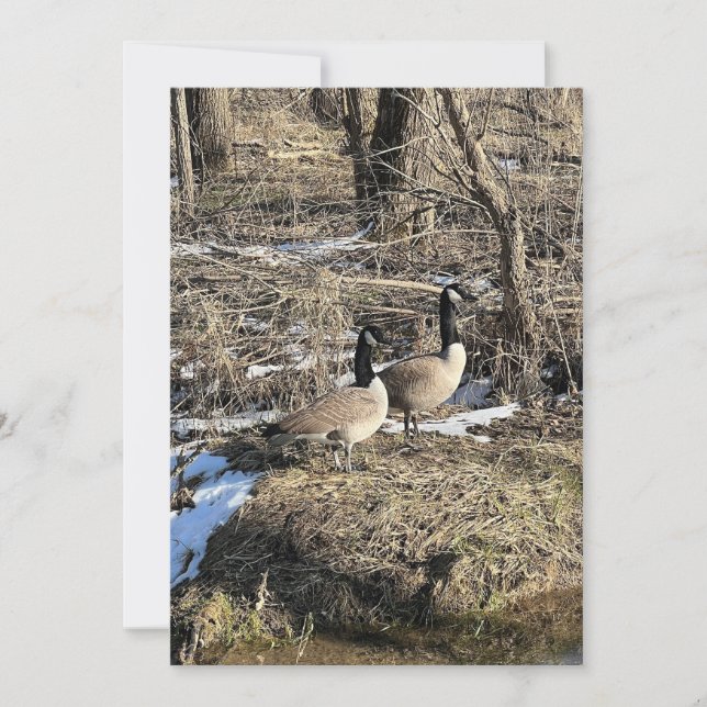 Vild Geese (Framsida)