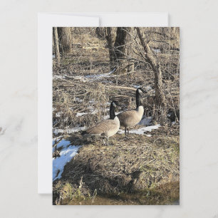 Vild Geese