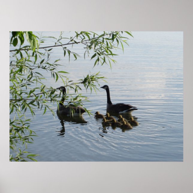 Vild Geese Poster (Framsidan)