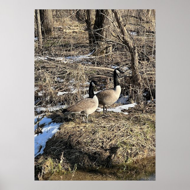 Vild Geese Poster (Framsidan)