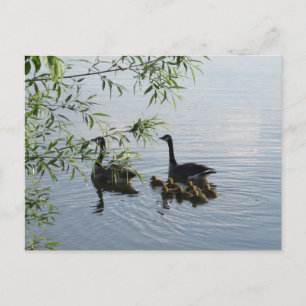 Vild Geese-vykort Vykort