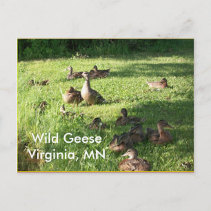 Vild Geese-vykort Vykort