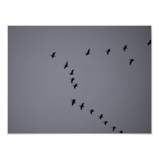 Vild Geese's Fototryck (Framsidan)