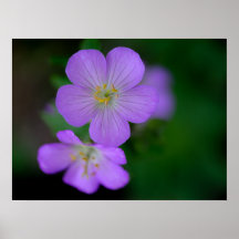 Vild Geranium Poster