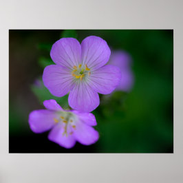 Vild Geranium Poster