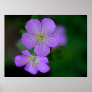 Vild Geranium Poster