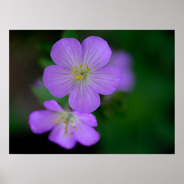 Vild Geranium Poster (Framsidan)