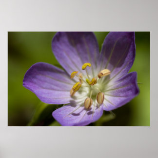 Vild Geranium Poster