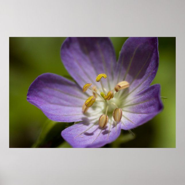 Vild Geranium Poster (Framsidan)