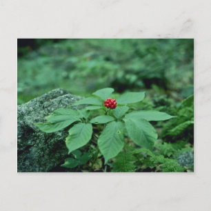 Vild Ginseng (Panax Quinquefolius) blommor Vykort