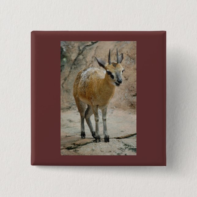 Vild Goats Knapp (Framsida)